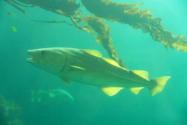 istock Cod fish under water and seaweed plant, Norway 1404719968