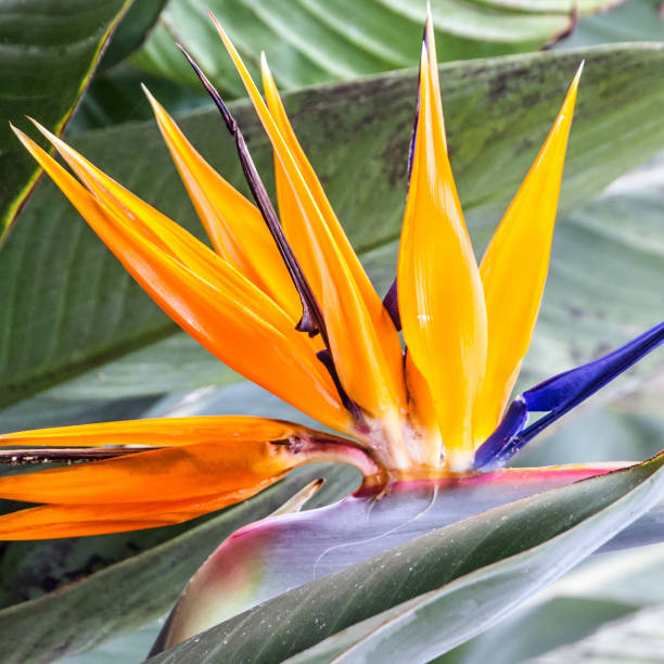istock Tropical flower strelitzia, bird of paradise 1404720614