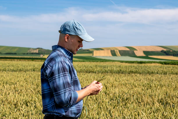 istock Farmer standing in the wheat field estimating the yield. 1404720788