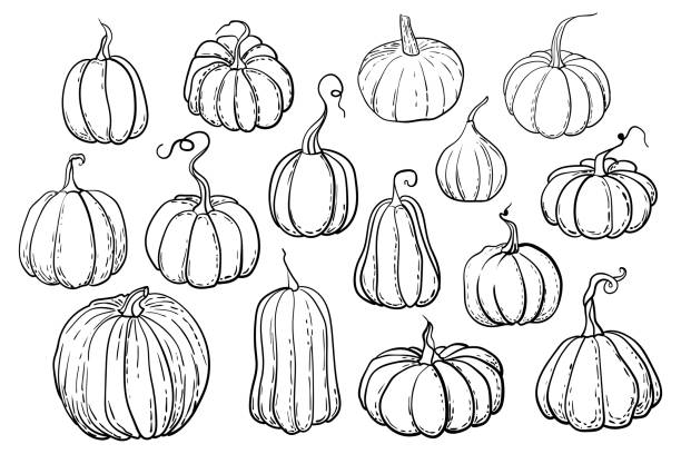 Outline illustrations of pumpkins Outline illustrations of pumpkins. Contour black line pumpkin. Black and white illustration. instant print black and white stock illustrations