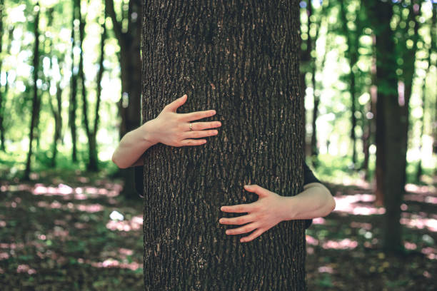 istock Women's hands hug a tree in the forest, love for nature. 1404720944