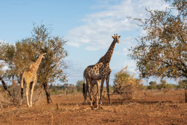 istock Two giraffes in the Kruger National Park 1404722282