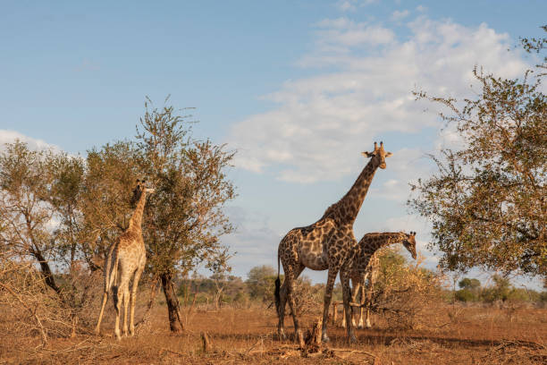 istock Two giraffes in the Kruger National Park 1404722289