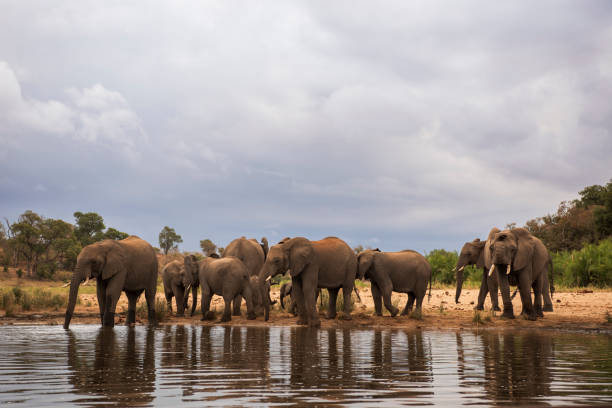 istock elephants in kruger national park 1404722294