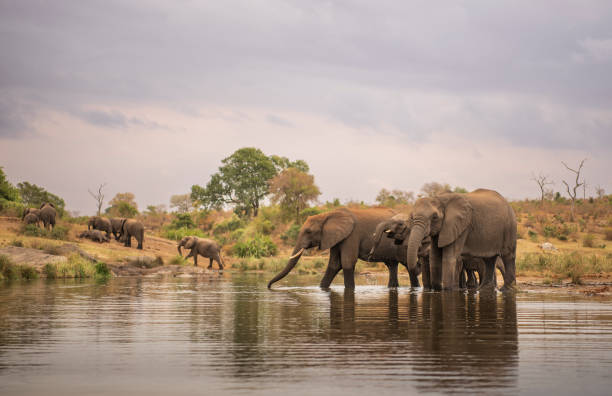 elefanten im krüger-nationalpark - afrikanischer elefant stock-fotos und bilder