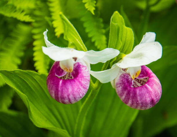 showy lady slipper orchids in bloom in a natural bog - ladyslipper imagens e fotografias de stock