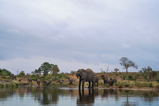 elephants in kruger national park