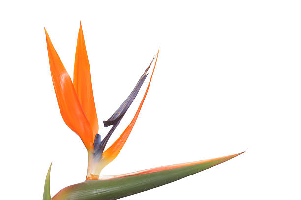 istock Bird of paradise 140472283