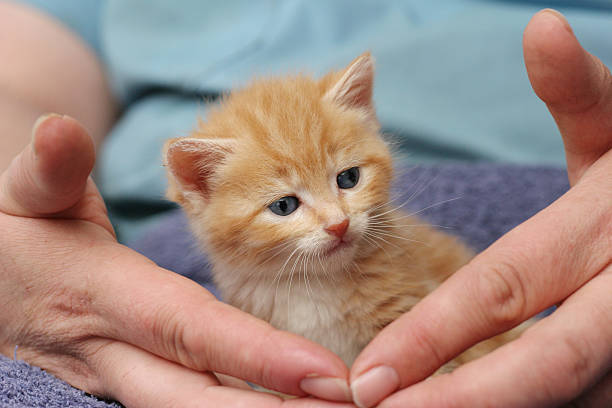 istock Cute little kitten in the hands 140472313