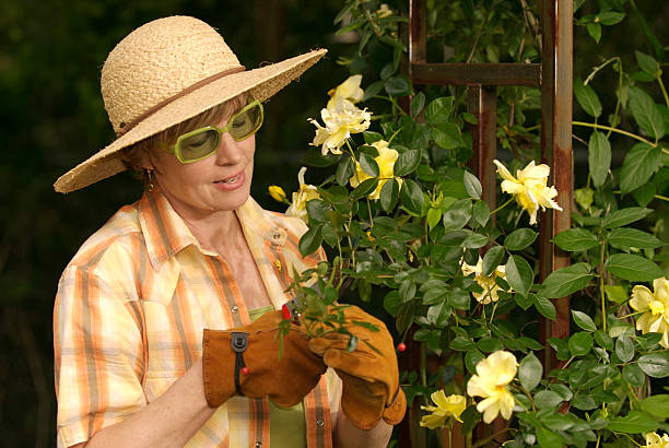 Spring Rose Pruning in Green Garden stock photo