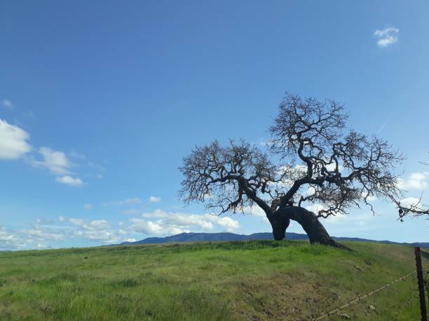 istock Stately and Solitary Oak Tree in a Green Grassy Meadow 1404723937