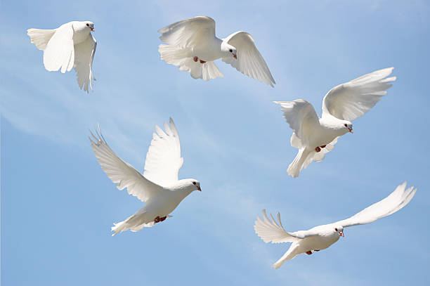 una paloma blanca en vuelo. - paloma blanca fotografías e imágenes de stock