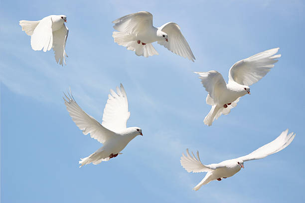 Beautiful white dove in flight.