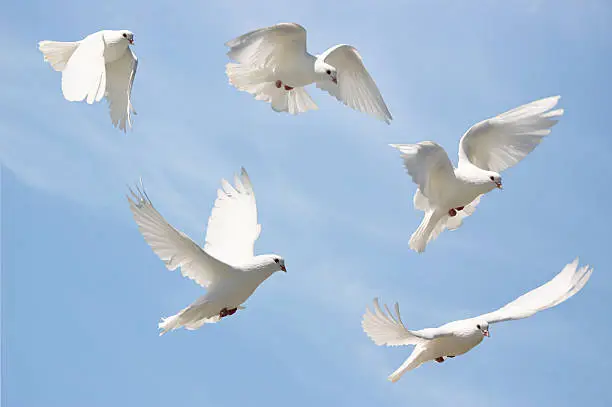 Composite image of a white dove in flight. 5 images, each showing her with different wing positions. Blue sky background. More white doves in flight