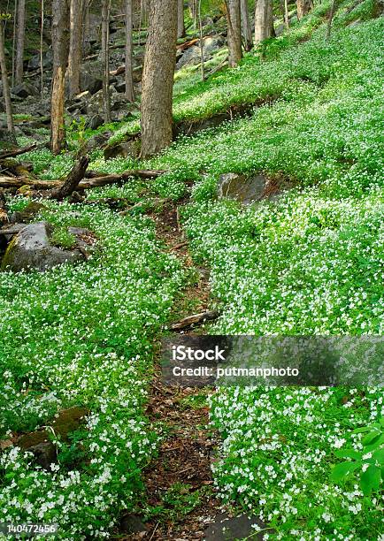 Las Wiosna - zdjęcia stockowe i więcej obrazów Dziki kwiat - Dziki kwiat, Appalachy, Bez ludzi