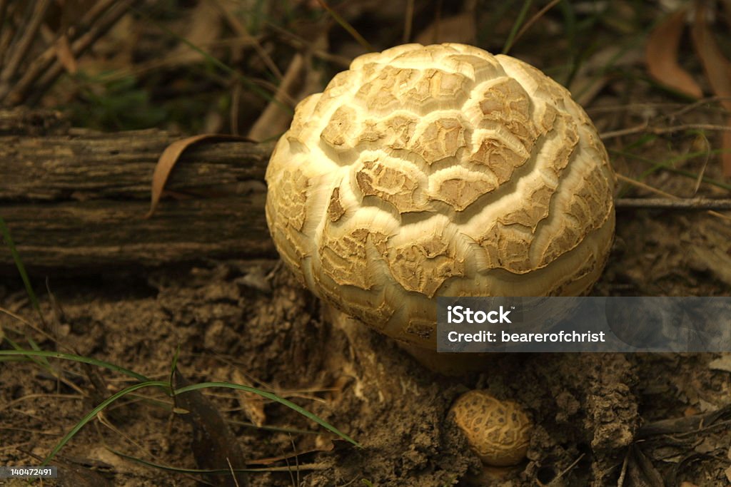 Große runde mushroom - Lizenzfrei Baumbestand Stock-Foto