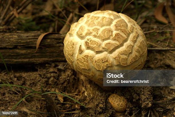 Große Runde Mushroom Stockfoto und mehr Bilder von Baumbestand - Baumbestand, Biegung, Fotografie