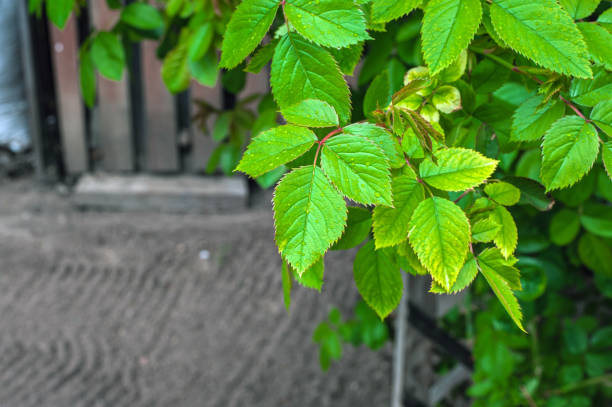 istock wet leaves after exposure to rainwater green 1404725221