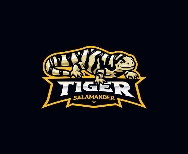 illustrations, cliparts, dessins animés et icônes de conception du logo de la mascotte de la salamandre tigrée - salamandre