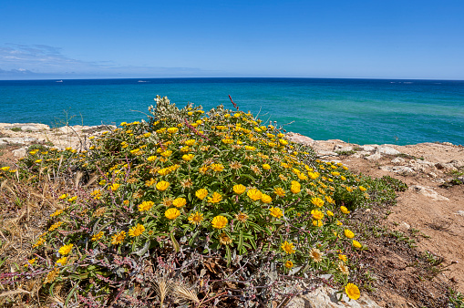Wildflowers at Praia de Albandeira's beautiful rocky coast and beach on the famous Algarve Coast in southern Portugal, Europe.