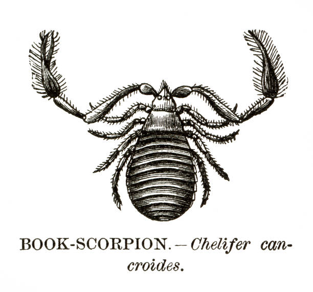 woodcut of book scorpion, Chelifer cancroides Woodcut of book scorpion or house pseudoscorpion, Chelifer cancroides. Published in 1885. pseudoscorpion stock illustrations