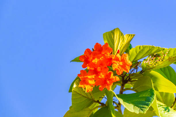 Kou Cordia subcordata flowering tree with orange flowers beach cordia sea trumpet with green leaves and blue sky in Playa del Carmen Mexico.