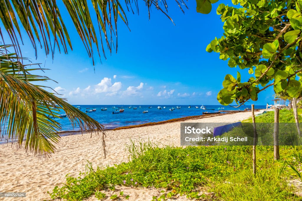 Tropical mexican beach with palm trees Playa del Carmen Mexico. Nature and palm trees at tropical mexican beach 88 Punta Esmeralda in Playa del Carmen Mexico. Cenote Stock Photo