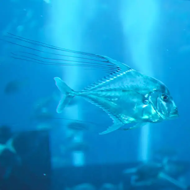 Photo of Aquarium in Dubai Mall