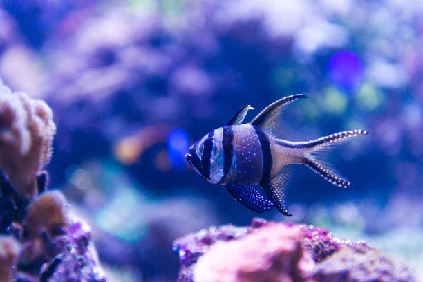 istock Colorful fish in aquarium 1404727613