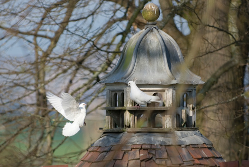 Two white doves and a dovecote in the English countryside