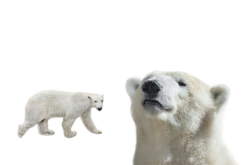 polar bears  filmed in a zoo in their natural habitat isolated on white background