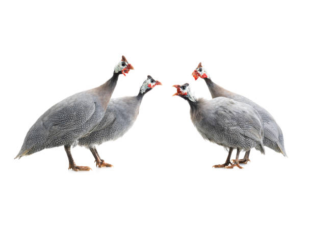 macho y hembra de gallinas de guinea azul aisladas - male animal vertebrate one animal guinea fowl fotografías e imágenes de stock