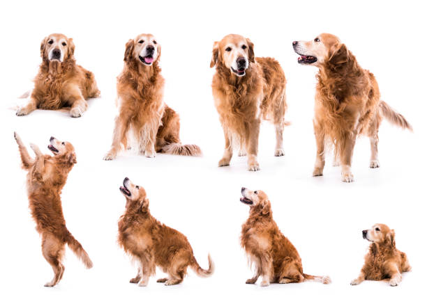 photo collage golden retriever in the studio isolated on white background