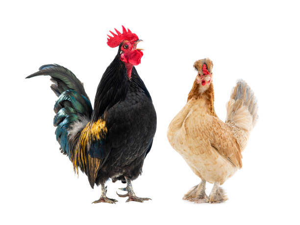 istock black rooster sings and brown chicken isolated on white background 1404727906