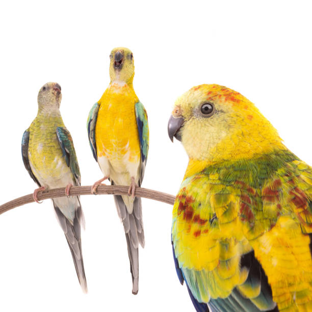 istock male and female parrot (haematonotus psephotus) singing isolated 1404727970