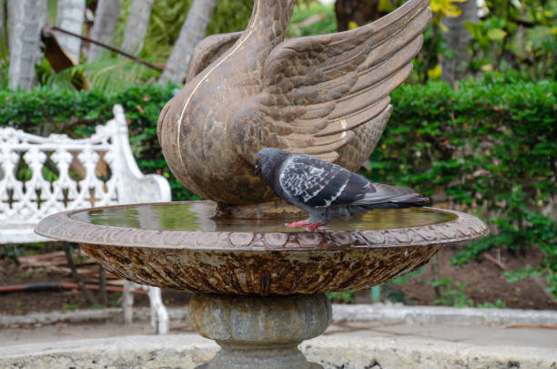 istock Carrier pigeon in a garden fountain. 1404728708