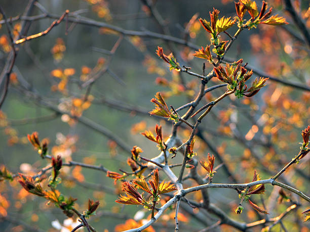 Spring branches stock photo