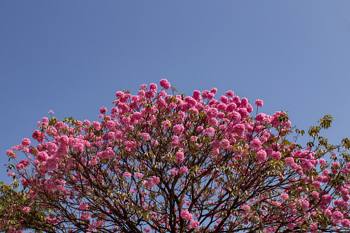 Goiania, Goiás, Brazil – June 04, 2022:  Detail of branches of a flowering purple ipê with blue sky in the background. Ipe purple ball. Handroanthus impetiginosus.
