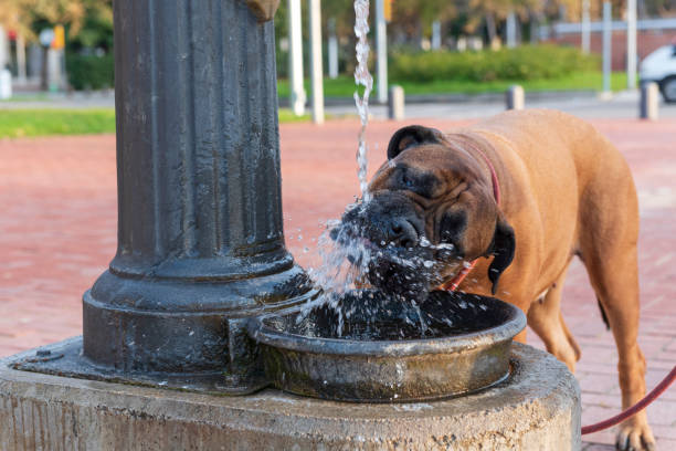 A dog drinks water from a drinking fountain in Barcelona. Concept of climate change, global warming, heat wave in Europe. climate change on pets stock pictures, royalty-free photos & images