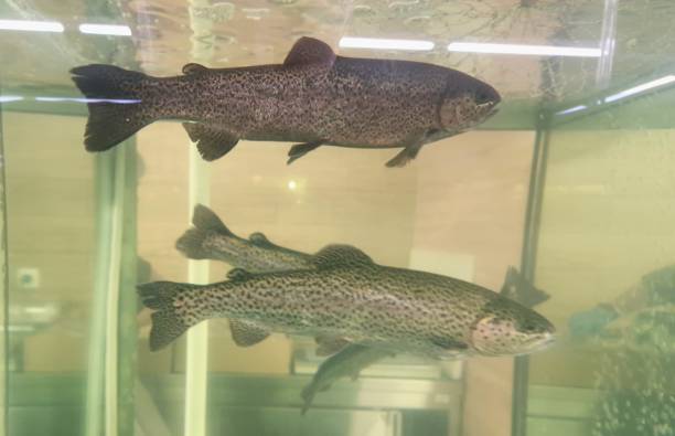 istock trout fish swims in the store's aquarium 1404730231