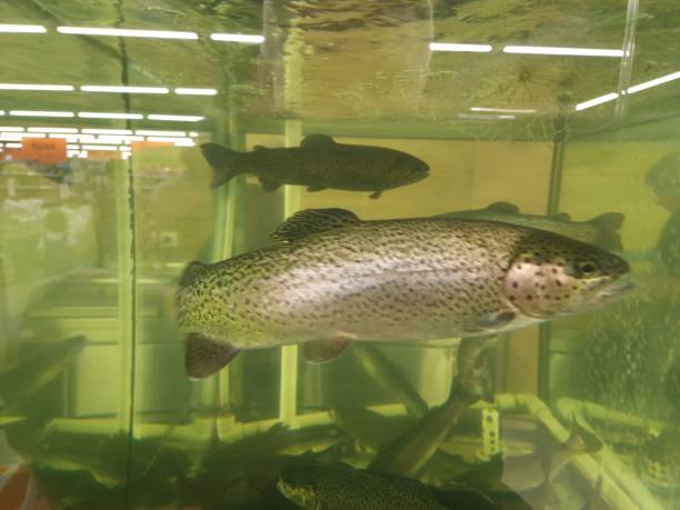 istock trout fish swims in the store's aquarium 1404730236