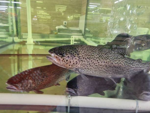 istock trout fish swims in the store's aquarium 1404730242