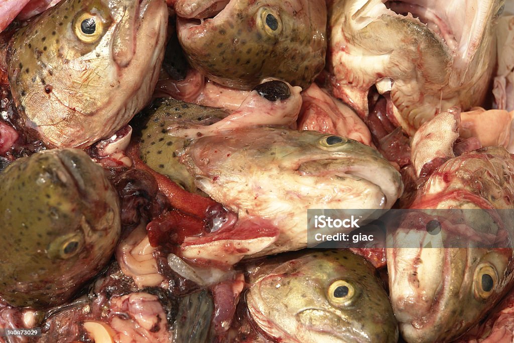 fishes - Foto de stock de Pez libre de derechos