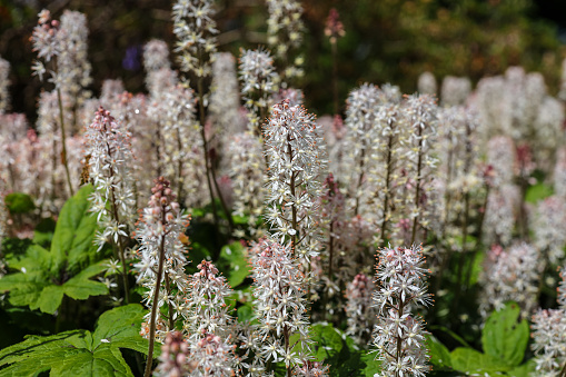 Tiarella cordifolia, the heartleaf foamflower, Allegheny foamflower, false miterwort, or coolwort, is a species of flowering plant in the saxifrage family, native to North America.