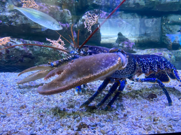 istock Blue lobster in an aquarium 1404730871