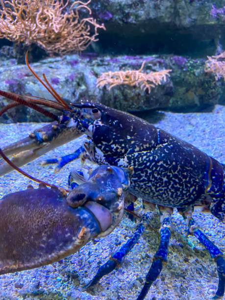 istock Blue lobster in an aquarium 1404730877