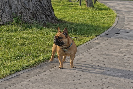 one brown english bulldog dog on a leash stands on a gray sidewalk of an alley in a park near green grass