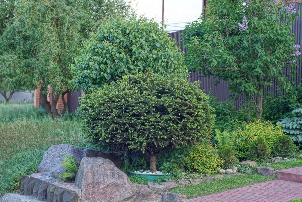 istock small decorative green coniferous trees and bushes and gray stones 1404731445