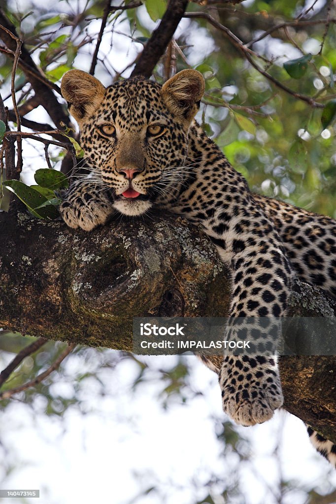 Леопард - Стоковые фото Дерево роялти-фри