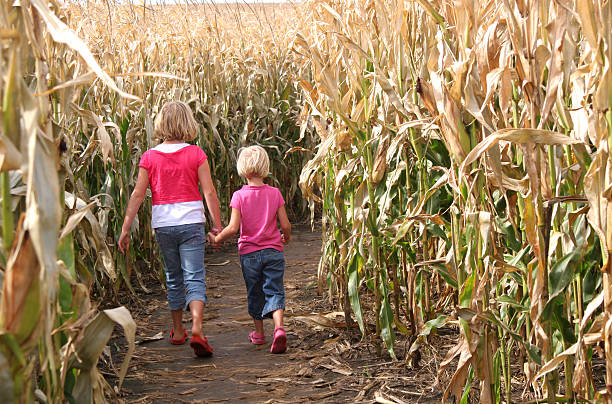 Sisters and a Corn Maze stock photo